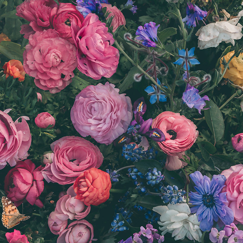 Ranunculus Garden