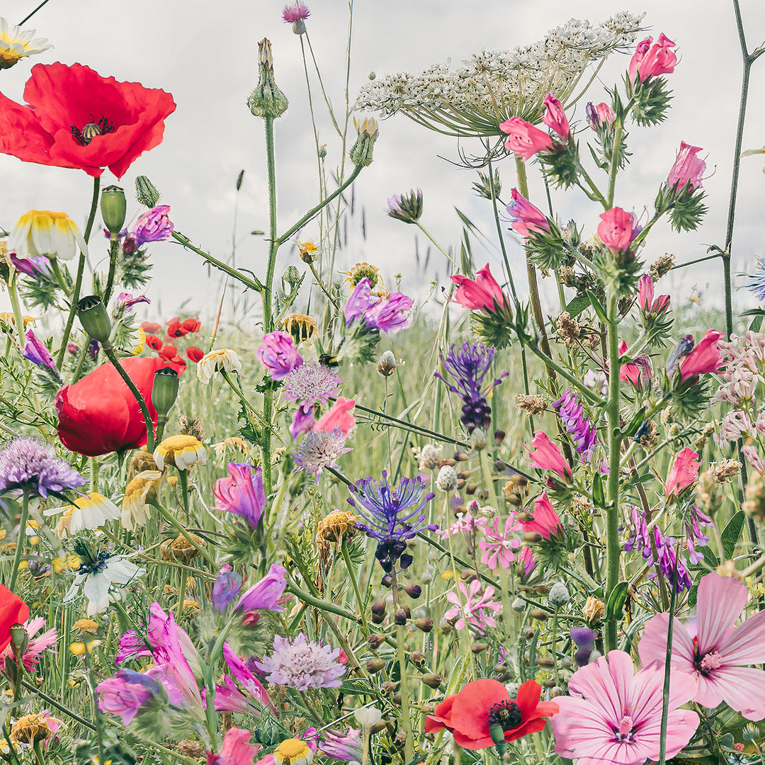 Wildflower Meadow