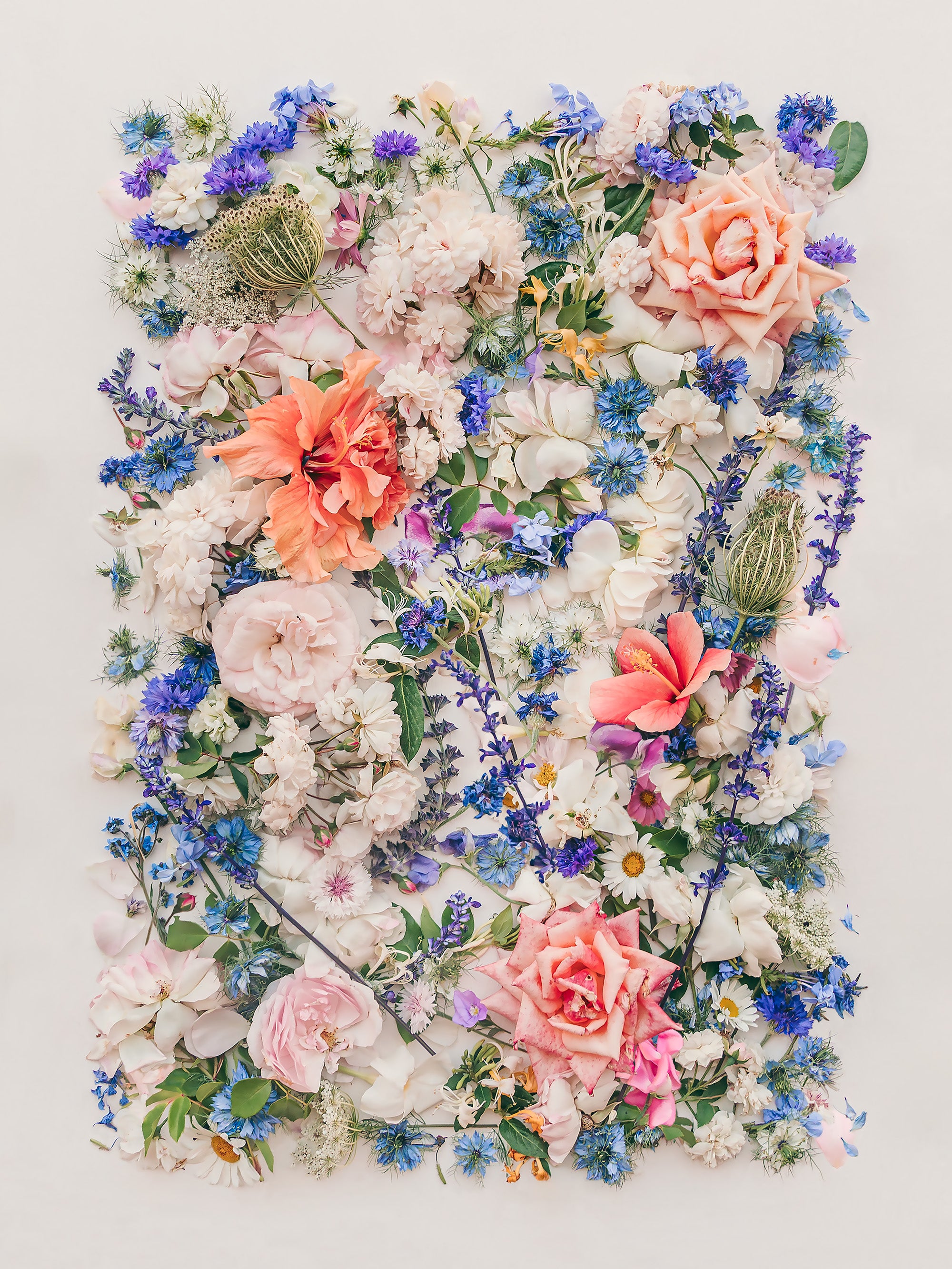 Where Roses Bloom botanical fine art print