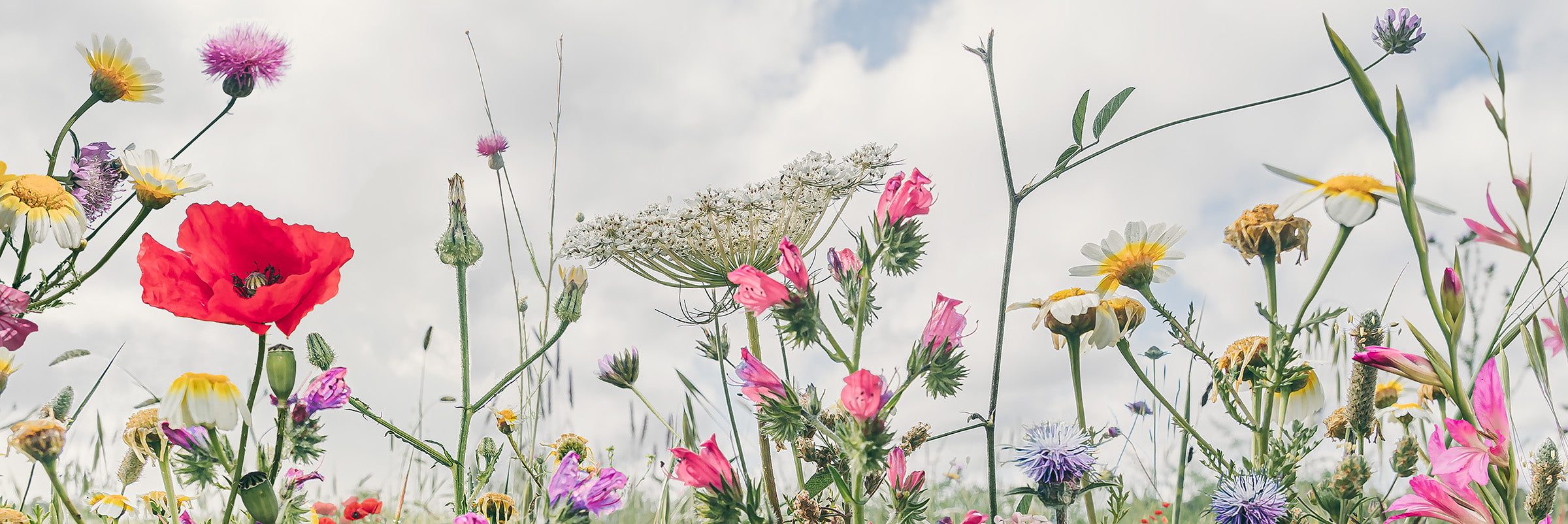 Detail wildflower meadow botanical art