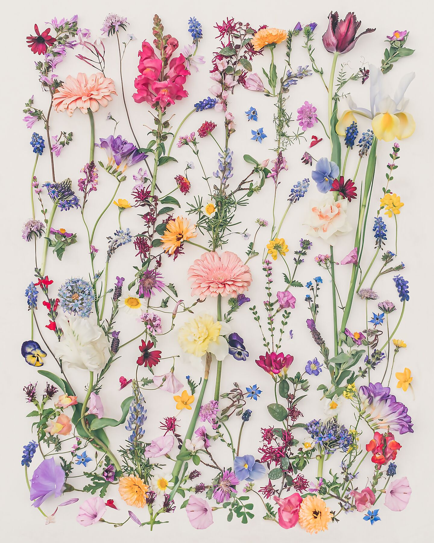 Countryside Spring fine art print