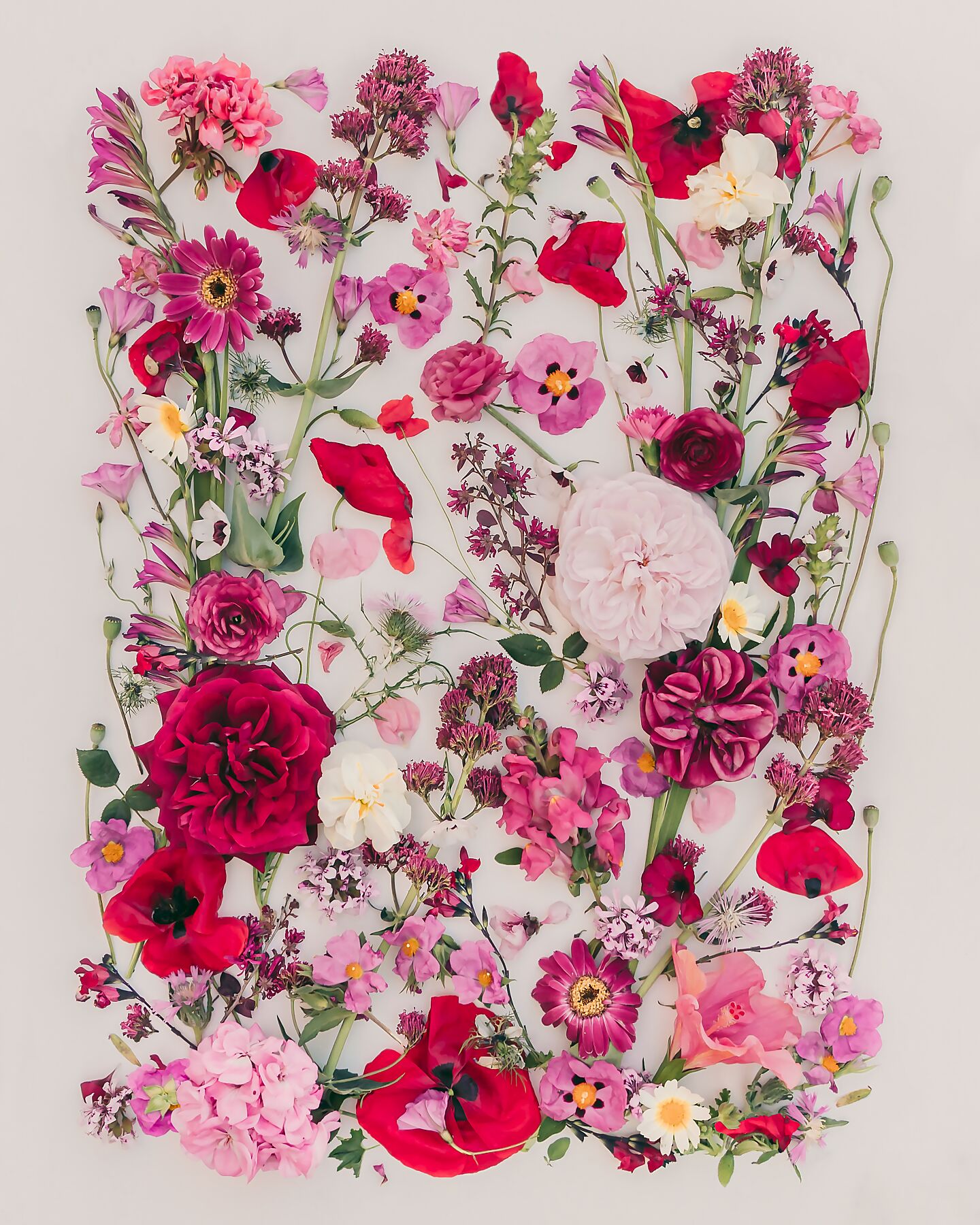 Botanical art photographic print Passion