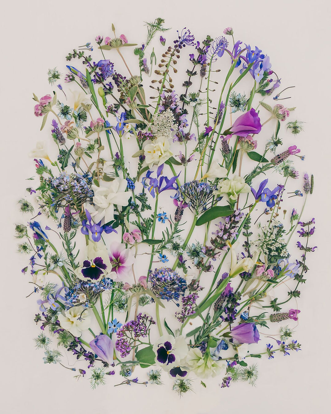 April Blues botanical art print