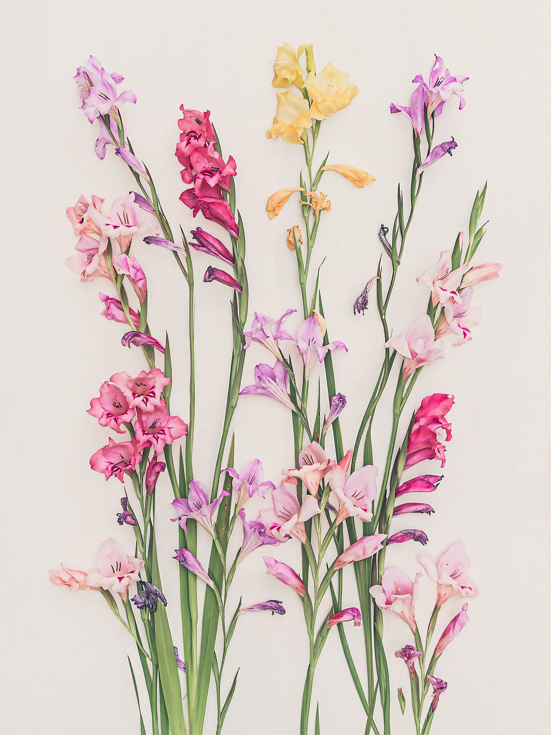 Gladiolus fine art print