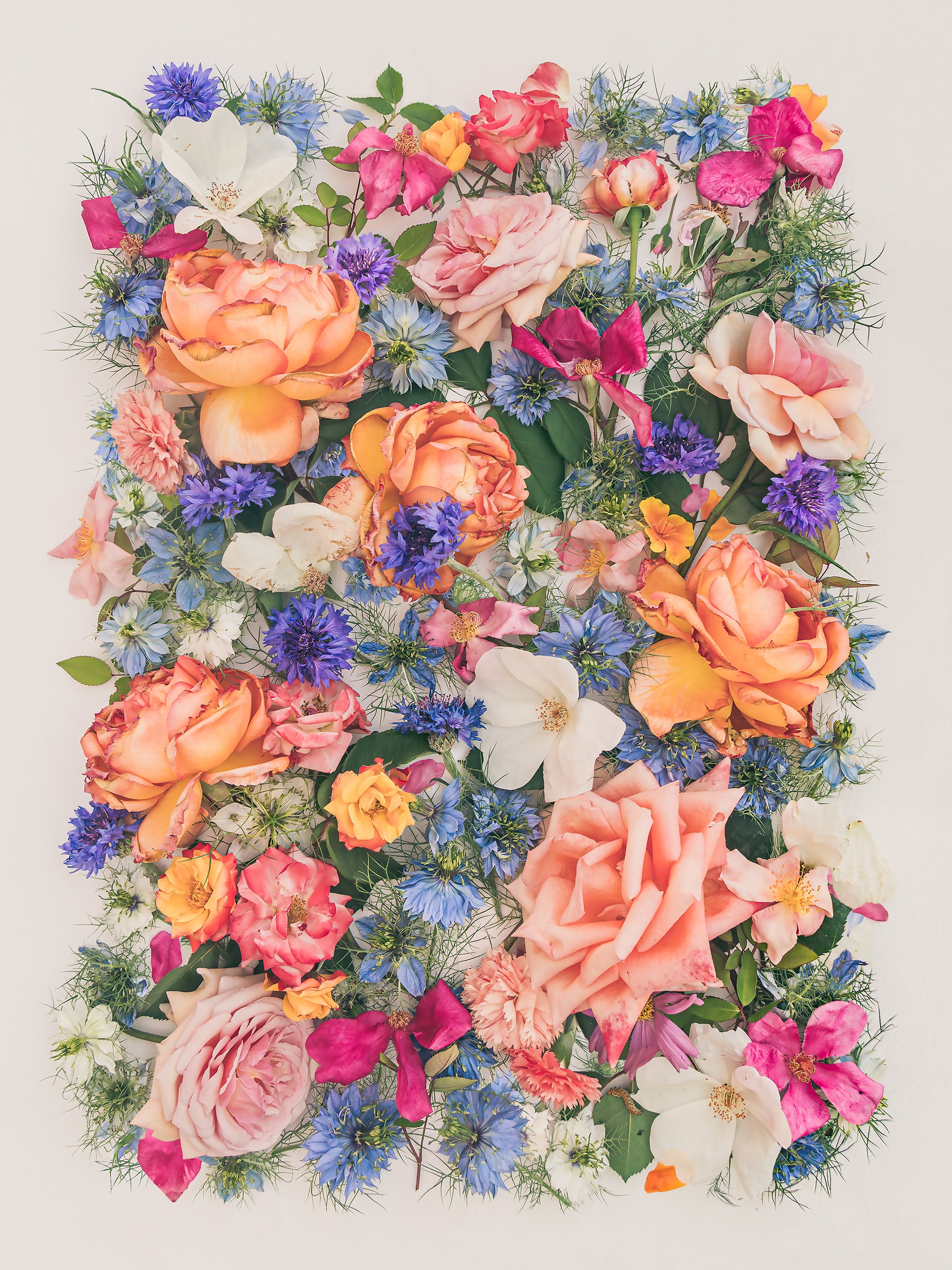 Romance of the Rose botanical art print